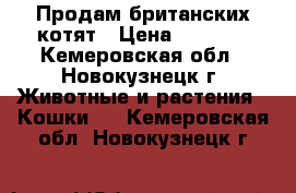 Продам британских котят › Цена ­ 2 000 - Кемеровская обл., Новокузнецк г. Животные и растения » Кошки   . Кемеровская обл.,Новокузнецк г.